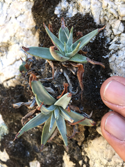 Dudleya saxosa