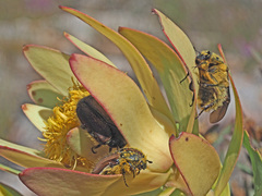 Leucadendron barkerae
