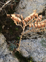 Dudleya saxosa