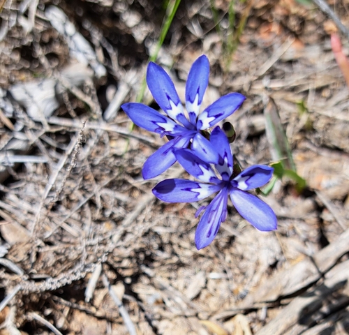 Elandsberg Paintpetal (Codonorhiza elandsmontana)