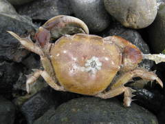 Hemigrapsus crenulatus