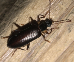 Statira