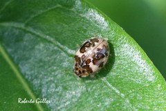 Psyllobora bicongregata