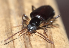 Statira