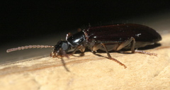 Statira