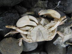 Hemigrapsus crenulatus