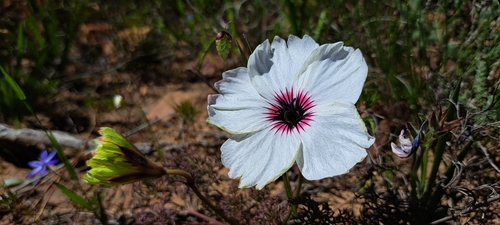 Monsonia speciosa