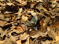 Tradescantia sillamontana