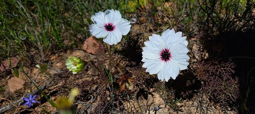 Monsonia speciosa