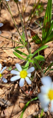 Felicia aethiopica, photograph 4