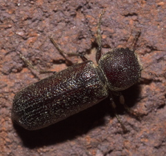 Amphicerus bicaudatus