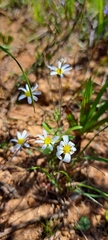 Felicia aethiopica, photograph (c) Liezl van der Merwe, some rights reserved (CC BY)