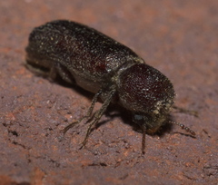 Amphicerus bicaudatus