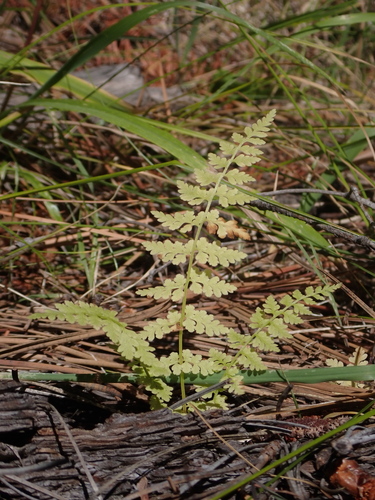 Reeves' Bladderfern (Cystopteris reevesiana)