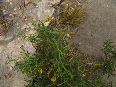 Adesmia miraflorensis