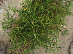 Adesmia miraflorensis