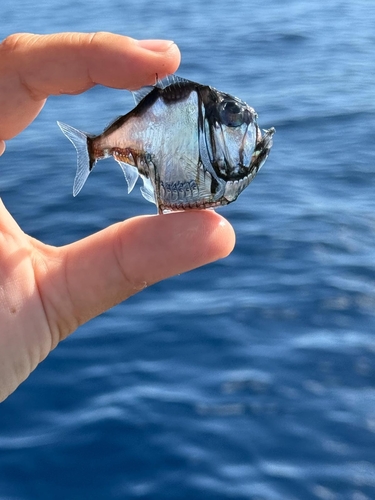Argyropelecus aculeatus observed 2025-09-25
