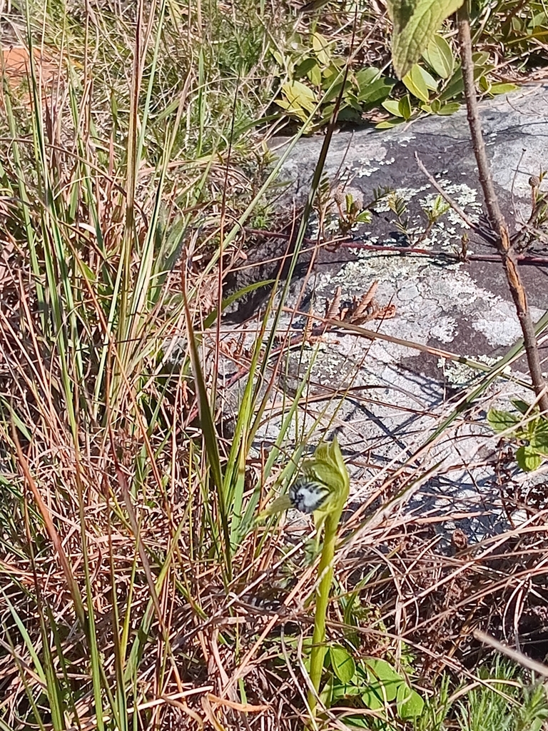 Bipinnula montana