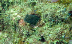 Parablennius intermedius