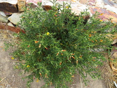 Adesmia miraflorensis