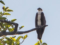 Pandion haliaetus