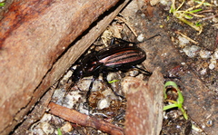Carabus melancholicus