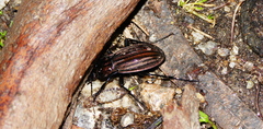 Carabus melancholicus