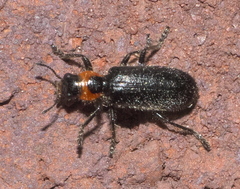 Placopterus thoracicus