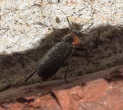 Placopterus thoracicus