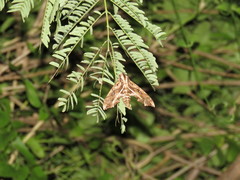 Hemeroplanes triptolemus