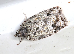 Acropolitis canana