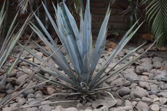 Agave tequilana