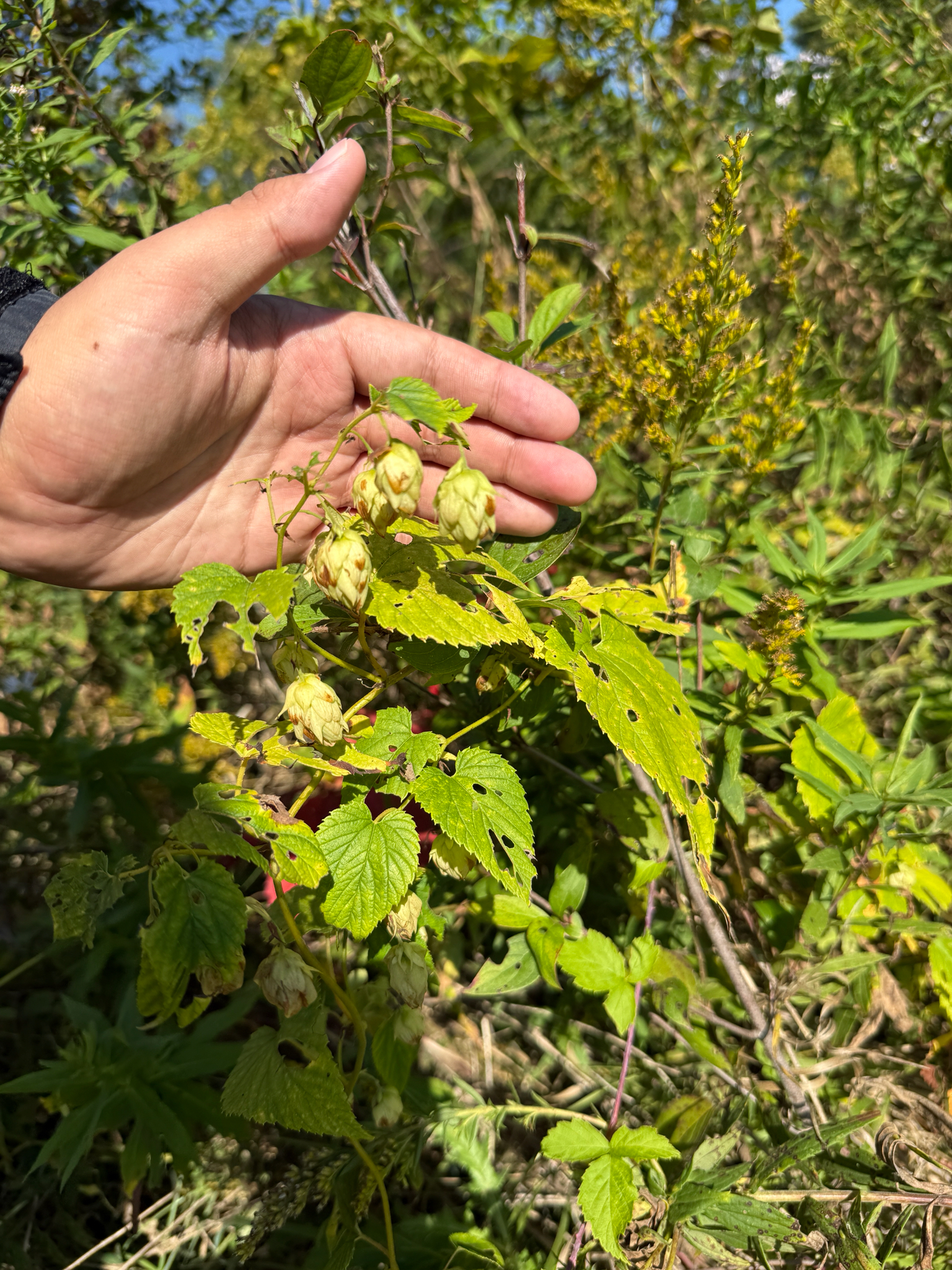 American Hops (Humulus americanus)