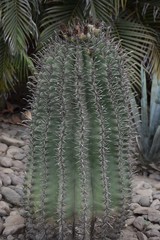 Ferocactus herrerae