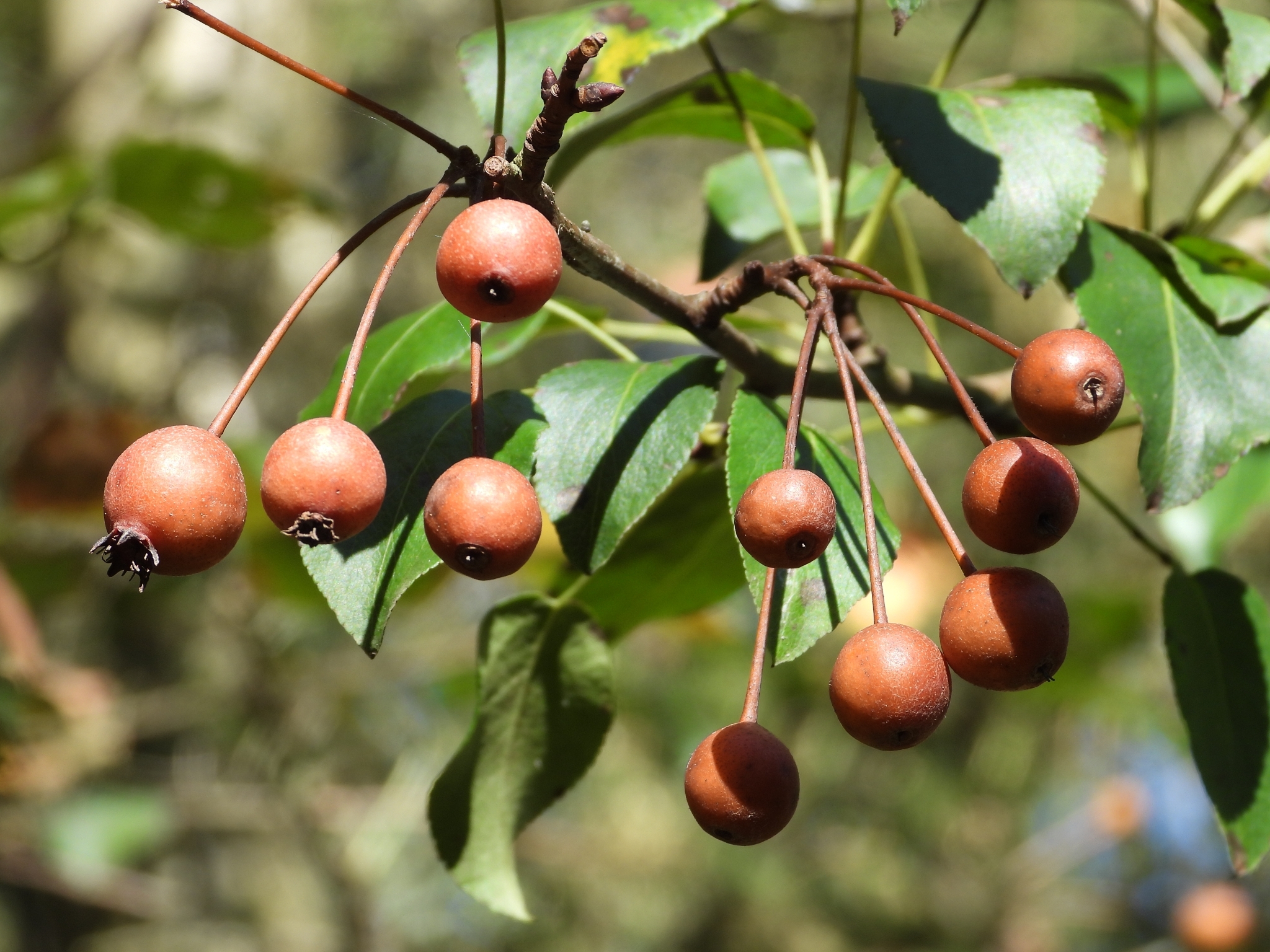 Pyrus cordata
