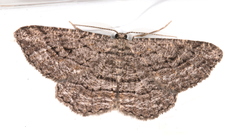 Zermizinga sinuata