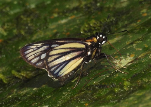 Carystus jolus
