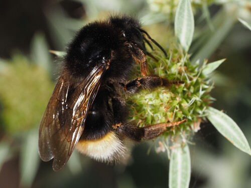 Vestal Cuckoo Bee