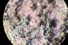 Chaenotheca trichialis