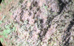 Chaenotheca trichialis