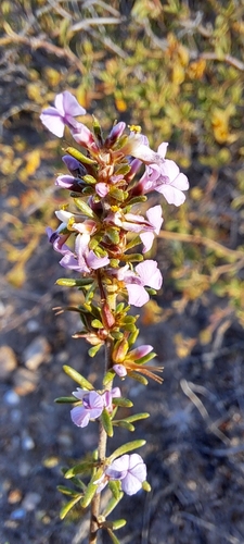 Bigflower Purplegorse (Muraltia macropetala)
