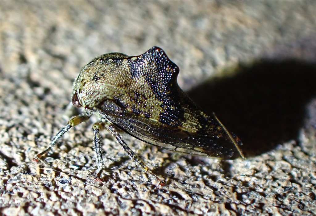 Aspen Treehopper