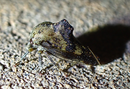 Aspen Treehopper
