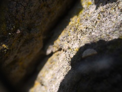 Chaenotheca trichialis