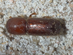 Xyleborus celsus