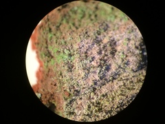 Chaenotheca trichialis