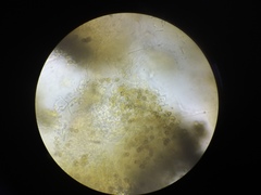 Chaenotheca trichialis