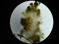 Chaenotheca trichialis