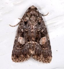 Condica macrosema