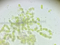 Chaenotheca trichialis